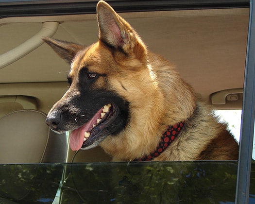 Reisen mit Hund im Auto - Tipps und Infos
